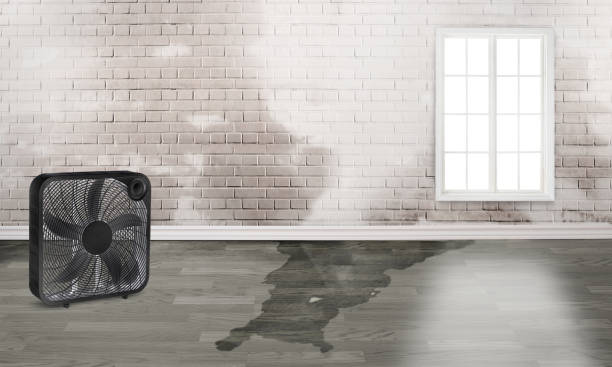 Best Flood restoration services  in Santa Teresa, NM